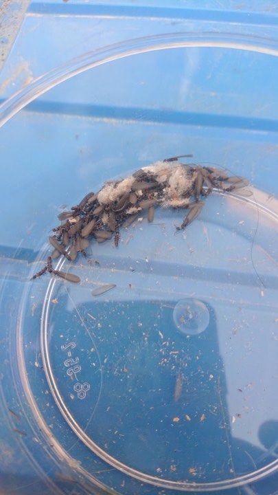 しろあり 羽蟻 出現です 今の時期はやまとしろあり 検査と駆除 天然ホウ酸 はsd技研 地区相談所までご相談下さい 窯業系サイディング材メンテナンス技術研究所